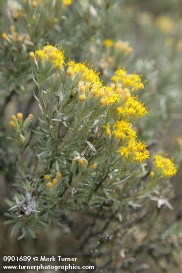 Spineless Horsebrush blossoms