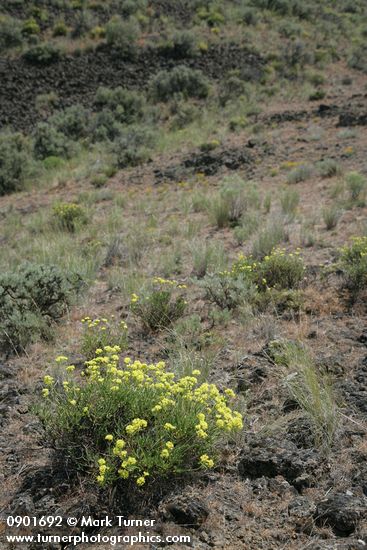 Round-headed Desert Buckwheat in sage-steppe habitat
