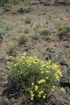 Round-headed Desert Buckwheat in sage-steppe habitat