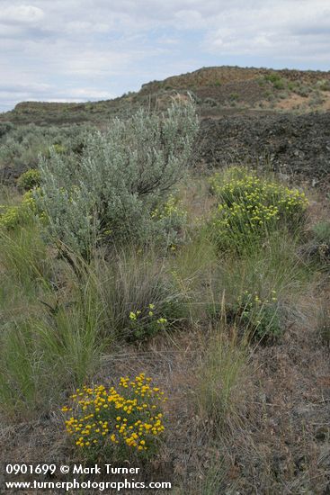 Yellow Desert Daisy, grasses, Big Sagebrush & Round-headed Desert Buckwheat in sage-steppe habitat
