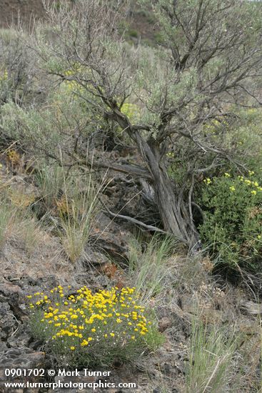 Yellow Desert Daisy, grasses, Big Sagebrush