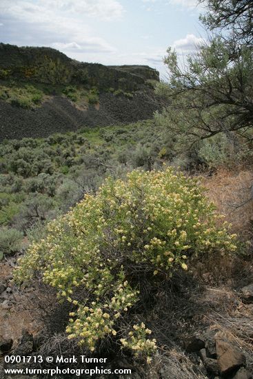 Spiny Hopsage in shrub-steppe habitat
