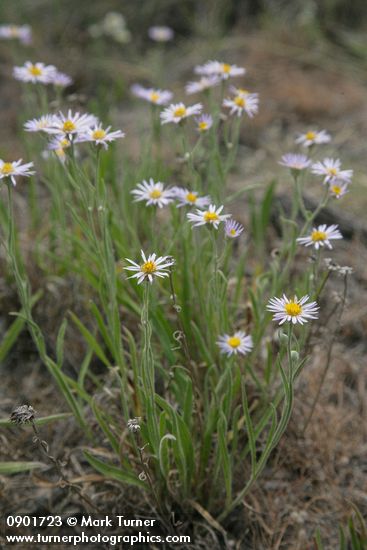 Foothill Daisies