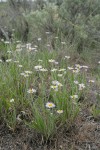 Foothill Daisies