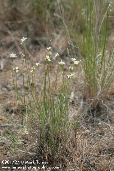 Ballhead Sandwort