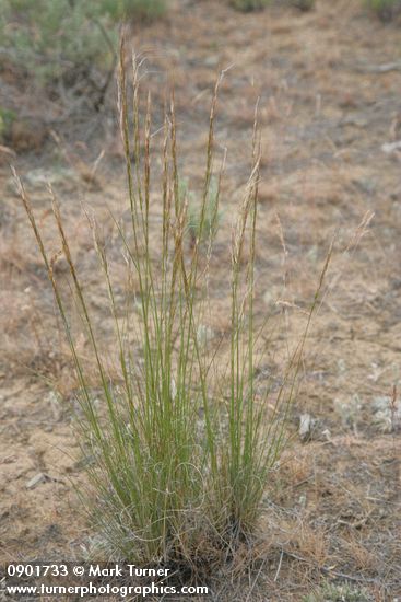 Pubescent Western Needlegrass
