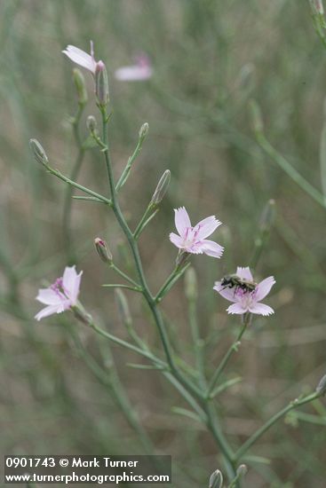 Narrowleaf Wirelettuce blossoms