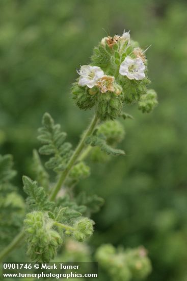 Branched Phacelia blossoms & foliage
