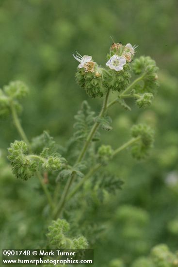 Branched Phacelia blossoms & foliage