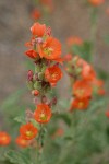 Orange Globe Mallow blossoms