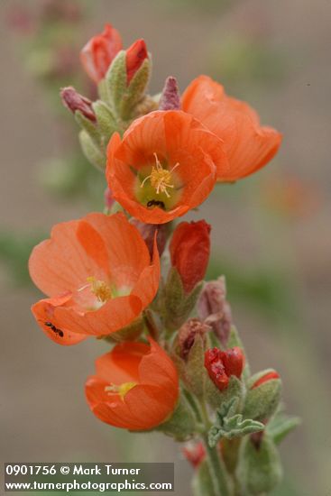 Orange Globe Mallow blossoms detail