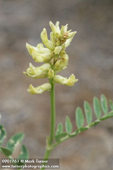 Milkvetch blossoms