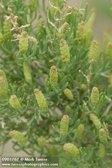 Greasewood blossoms & foliage