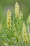 Greasewood blossoms & foliage detail