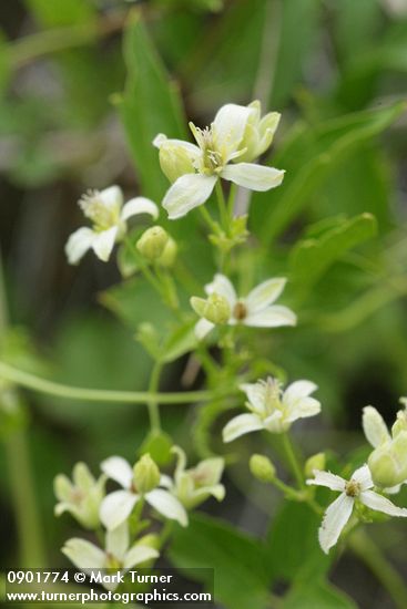 Western White Clematis blossoms