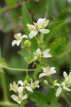 Western White Clematis blossoms