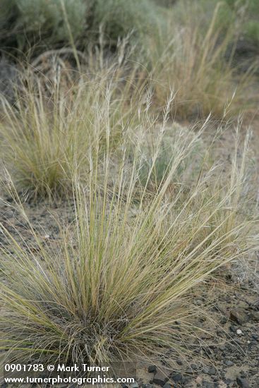Needle and Thread Grass