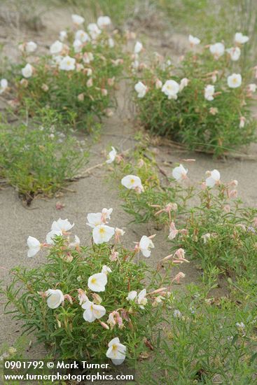 Pale Evening Primroses