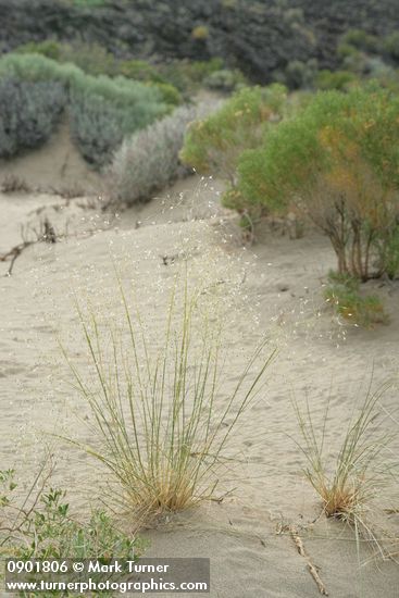 Indian Ricegrass in seed