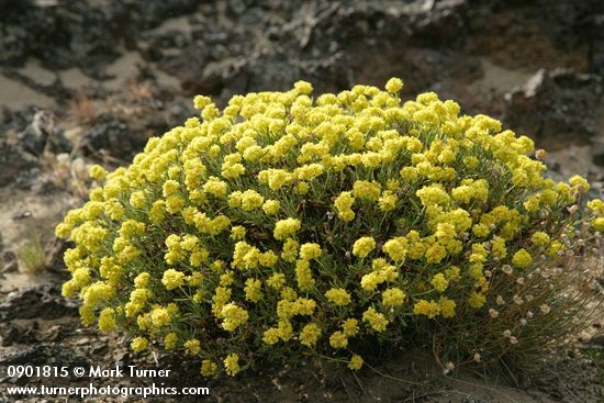 Round-headed Desert Buckwheat