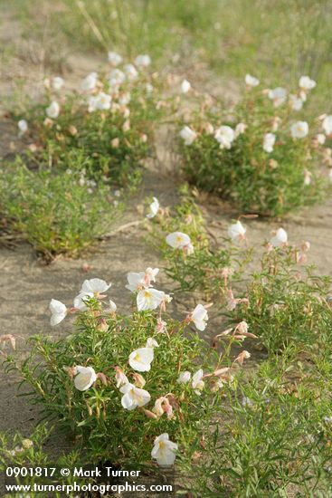 Pale Evening Primroses