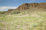 Indian Ricegrass, White Sand Verbena, Columbia Cutleaf,  Lemon Scurfpea in sand below basalt cliffs