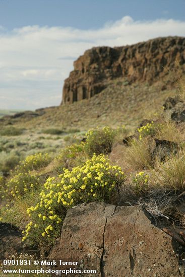 Round-headed Desert Buckwheat in sage-steppe habitat below basalt cliffs