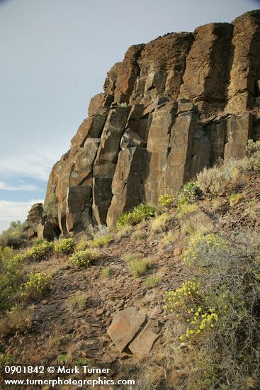 Round-headed Desert Buckwheat below columnar basalt cliffs