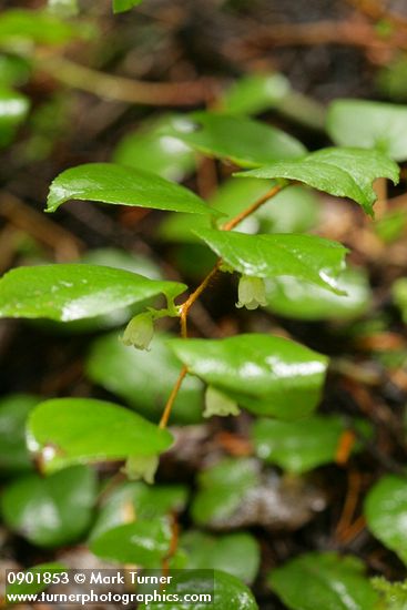 Oregon Wintergreen blossoms & foliage