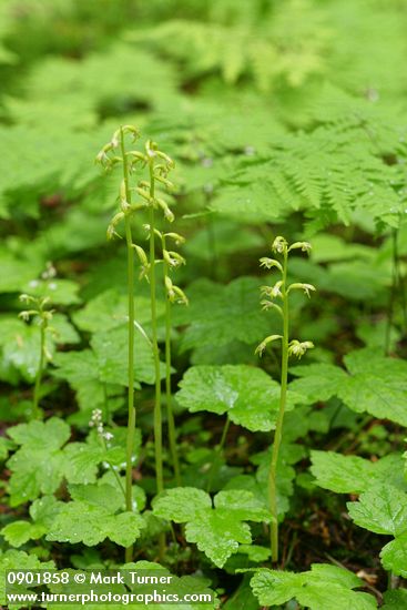 Northern Coralroot among Tiarella foliage