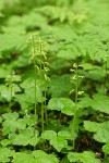 Northern Coralroot among Tiarella foliage