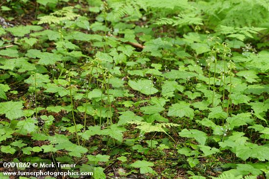 Northern Coralroot among Tiarella foliage