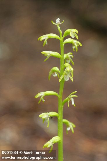 Northern Coralroot