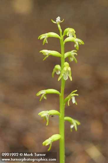 Northern Coralroot