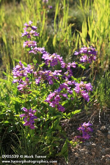 Cascades Penstemon, backlit