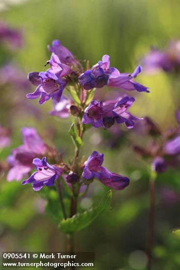 Cascades Penstemon blossoms detail