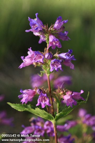 Cascades Penstemon blossoms