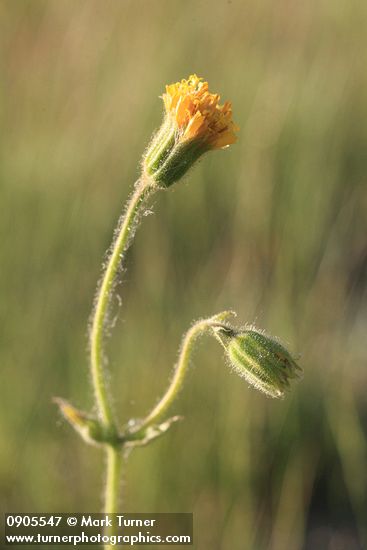 Nodding Arnica blossom & bud
