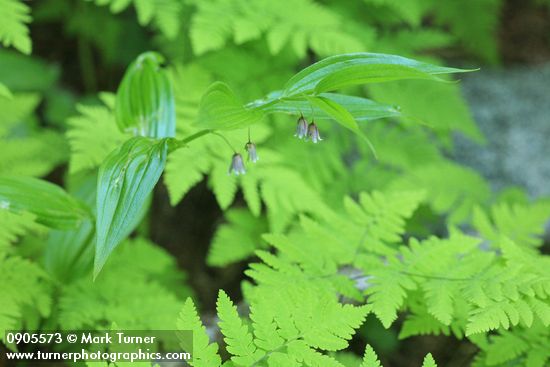 Rosy Twisted Stalk above Oak Ferns