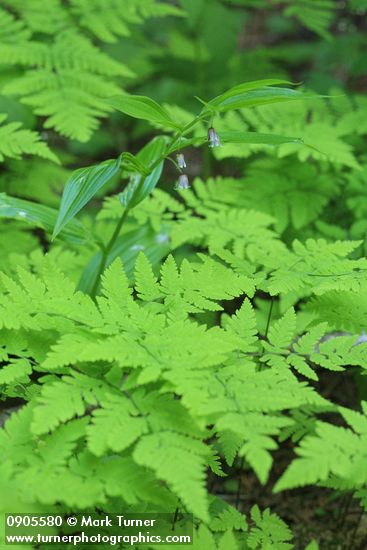 Rosy Twisted Stalk above Oak Ferns
