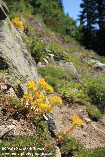 Lanceleaf Stonecrop in natural rock garden