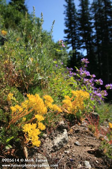 Lanceleaf Stonecrop in natural rock garden