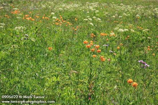Columbia Lilies in meadow on Copper Pass trail