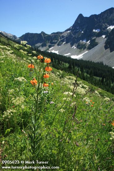 Columbia Liliy in meadow on Copper Pass trail