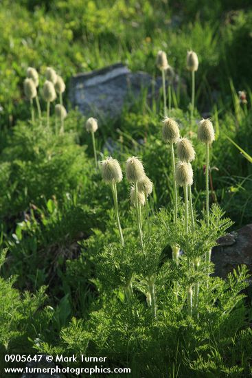 Western Pasque Flower seedheads