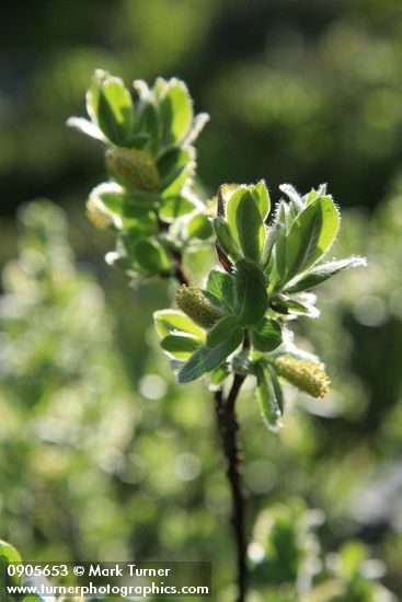 Barclay's Willow foliage & catkins, backlit