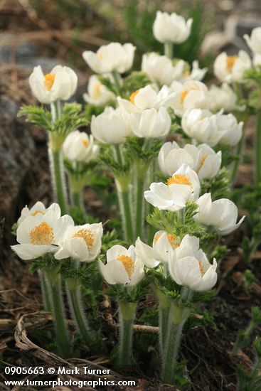 Western Pasque Flowers