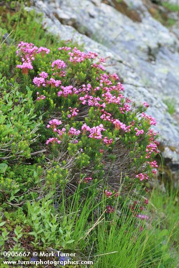 Pink Mountain-heather