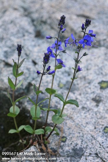 Cusick's Speedwell growing from crack in granite