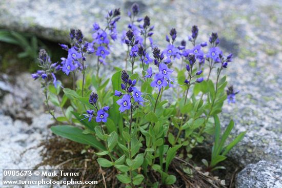 Cusick's Speedwell